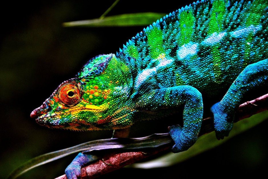 Furcifer antimena