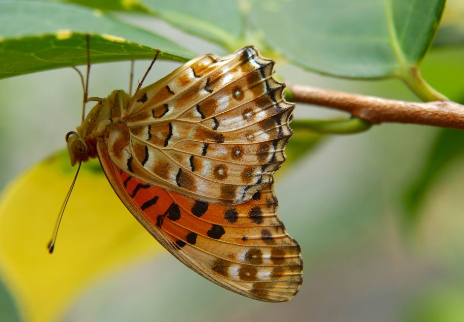 Argynnis hyperbius бабочка