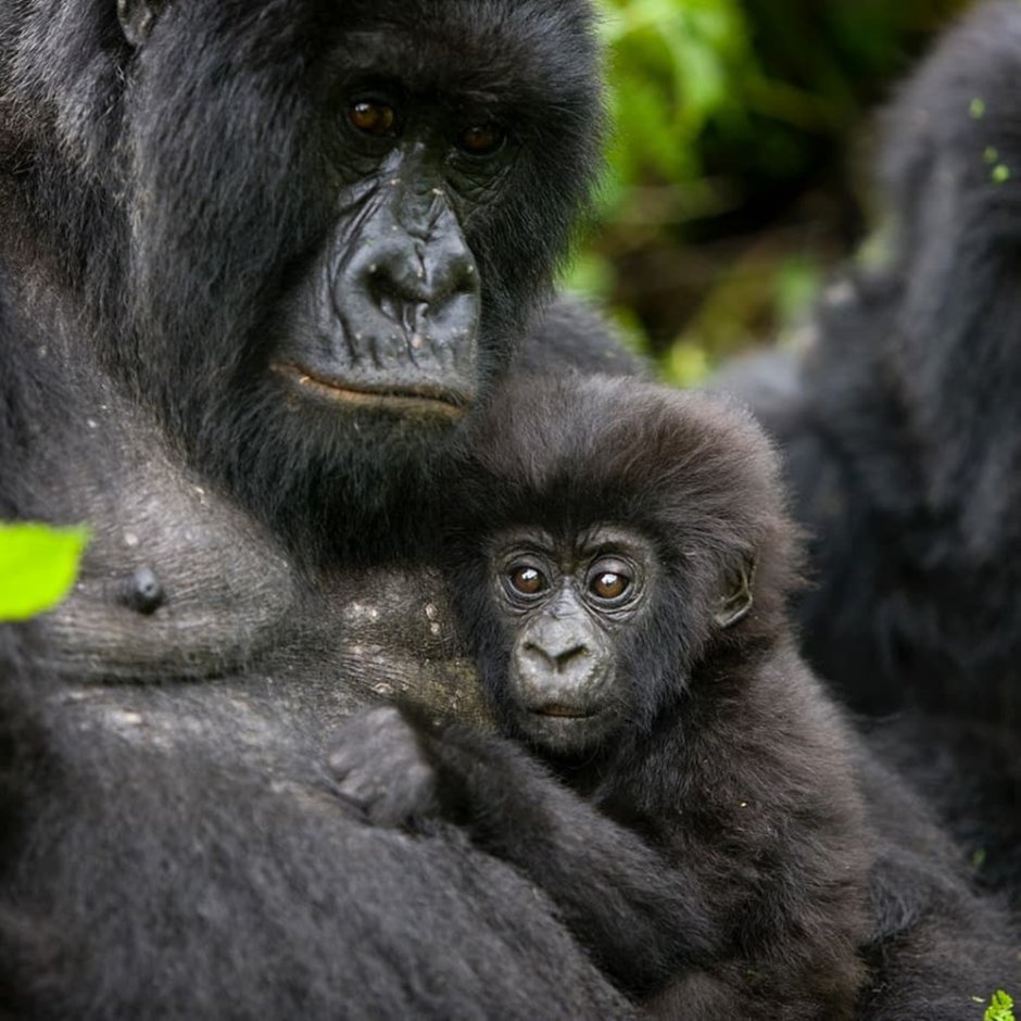 Mountain Gorilla вертикальные фото