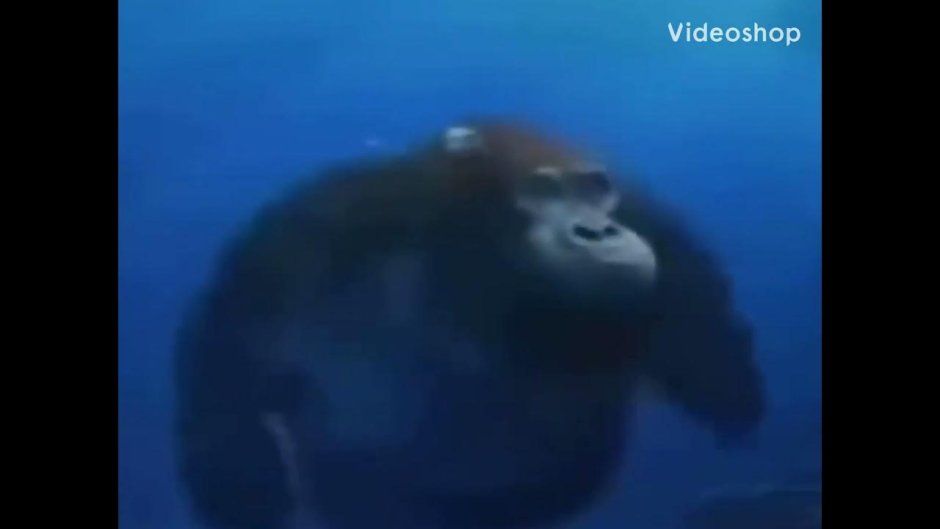 Monkey под водой