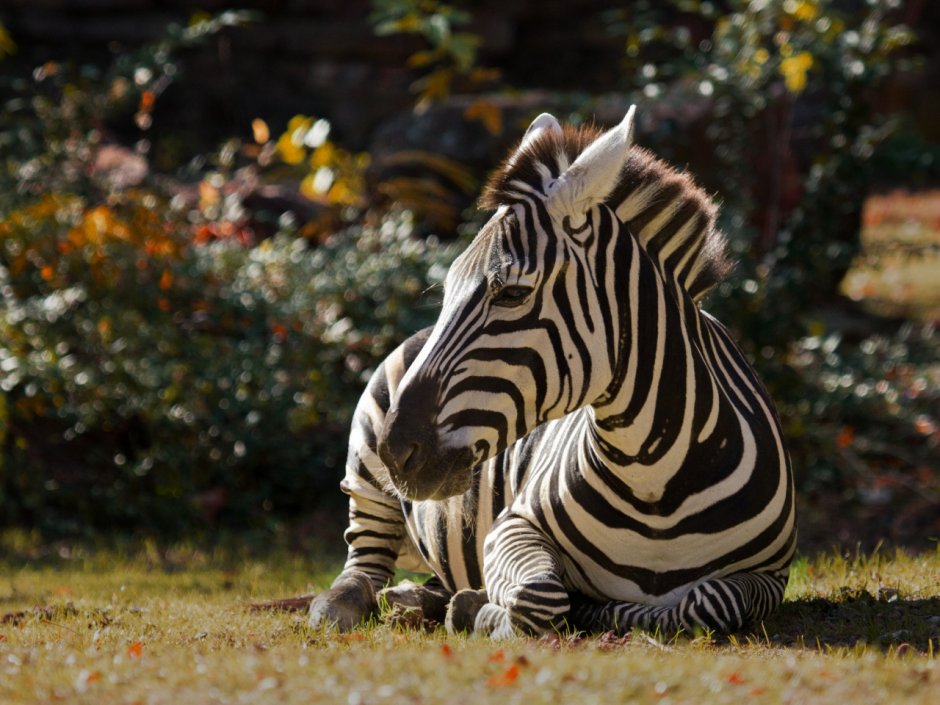 Animals in Disguise by Peter Seymour