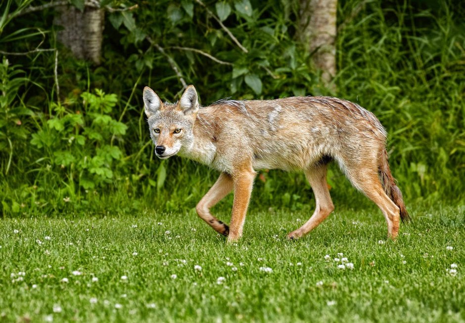 Луговой волк canis Latrans
