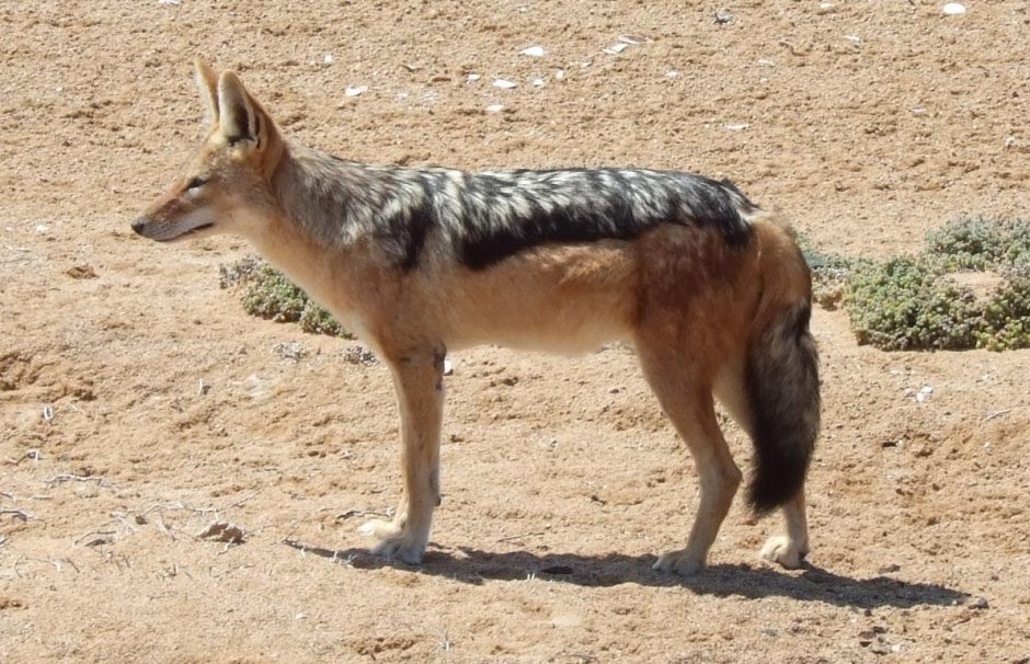 Шакал 2009