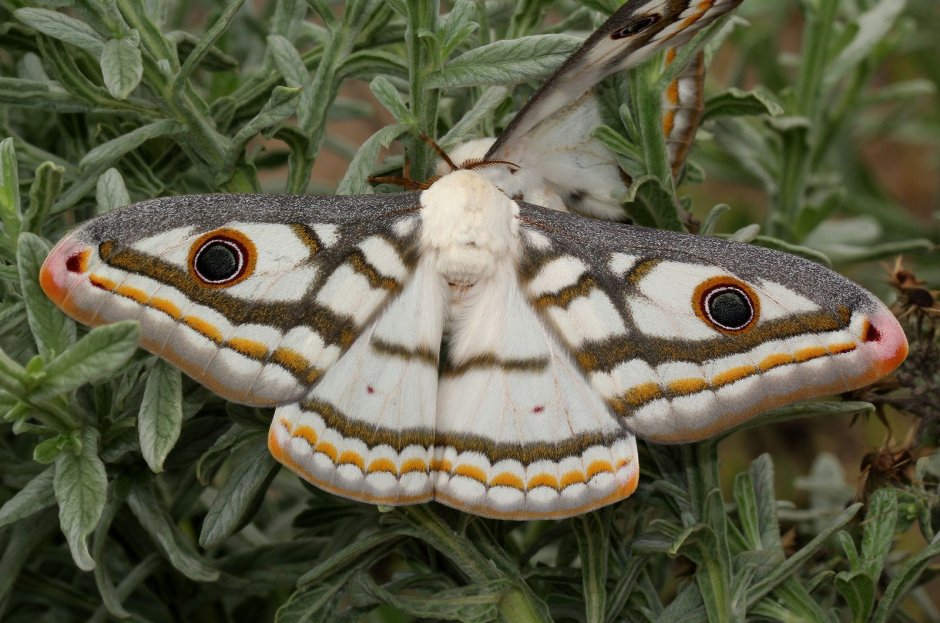 Heniocha dyops