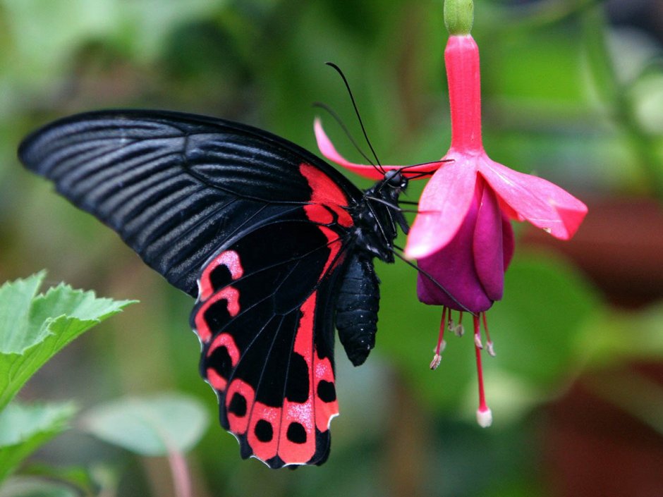 Papilio Rumanzovia бабочка