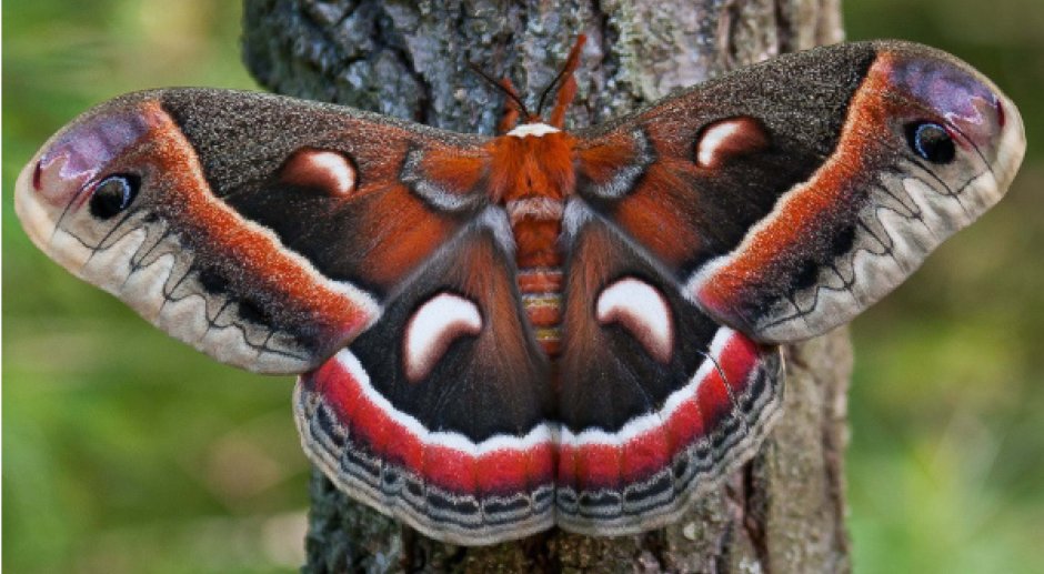 Cecropia Moth бабочка