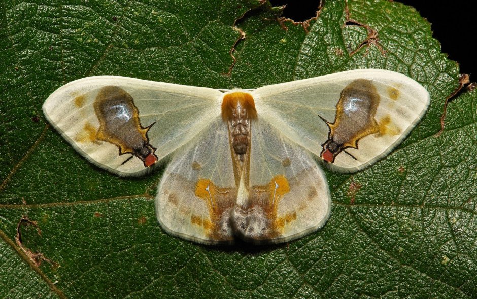 Macrocilix Maia Moth