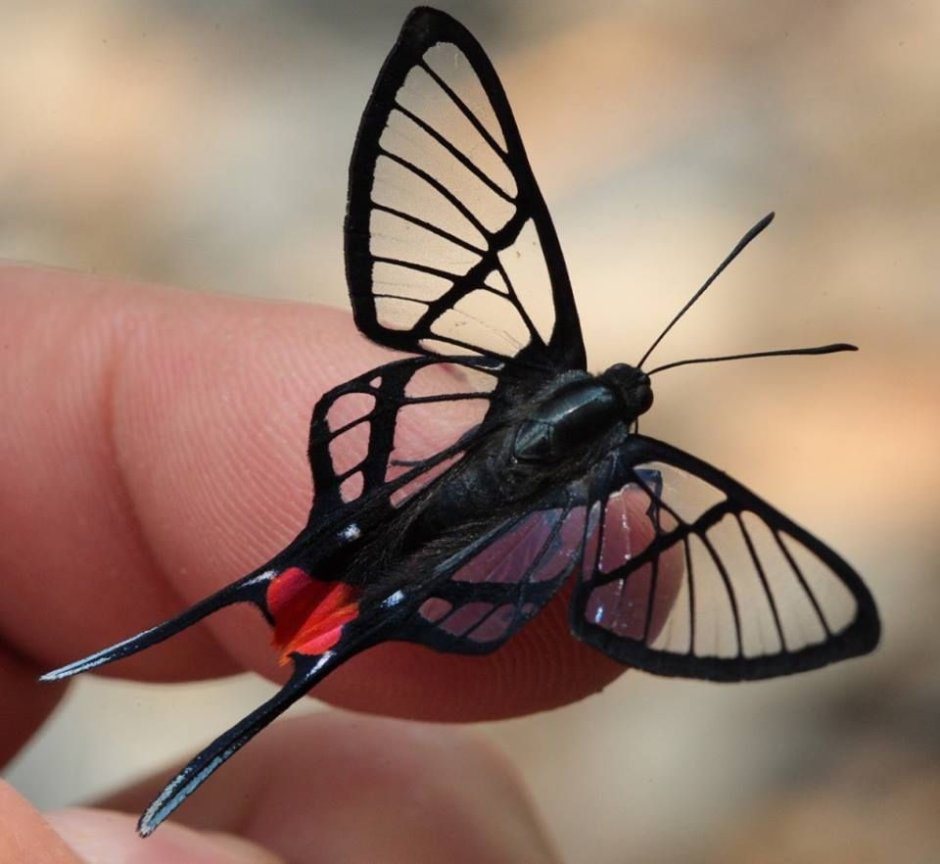Chorinea Sylphina