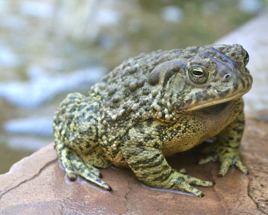 Колхидская жаба (Bufo verrucosissimus)
