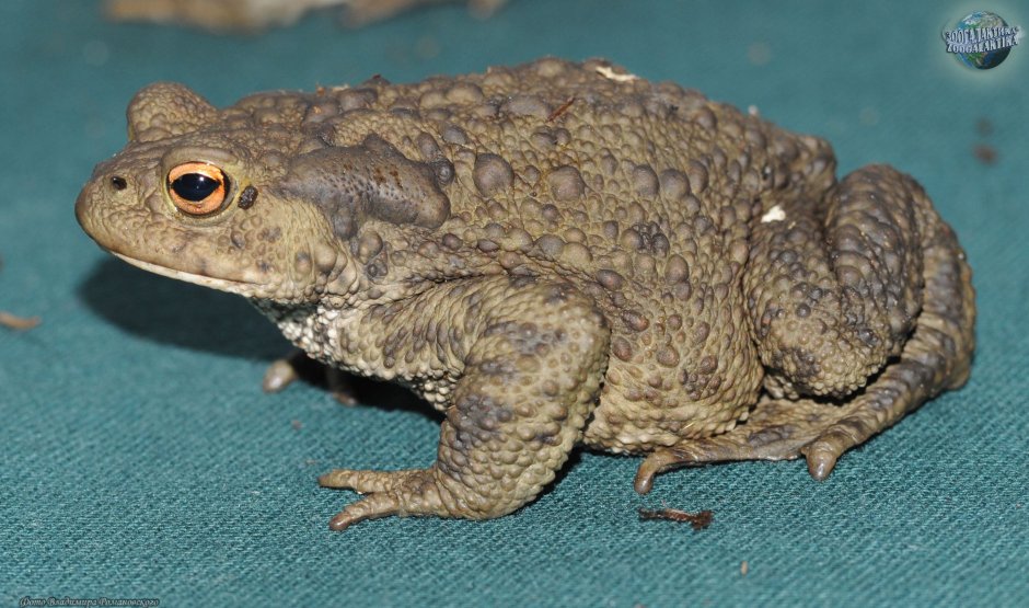 Обыкновенная жаба (Bufo Bufo)