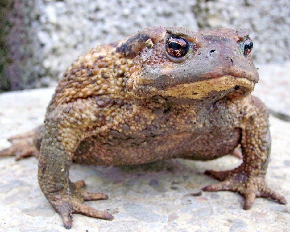 Жаба ага Rhinella Marina