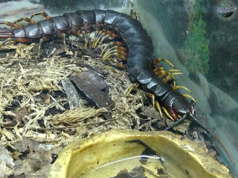 Сколопендра цингулята