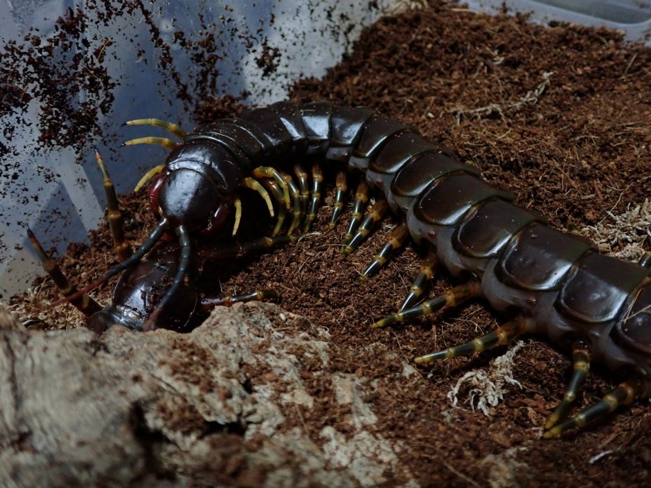Scolopendra Galapagoensis