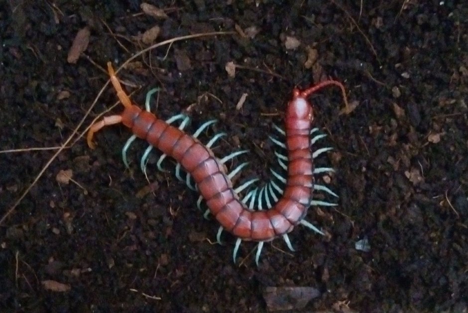 Сколопендра subspinipes