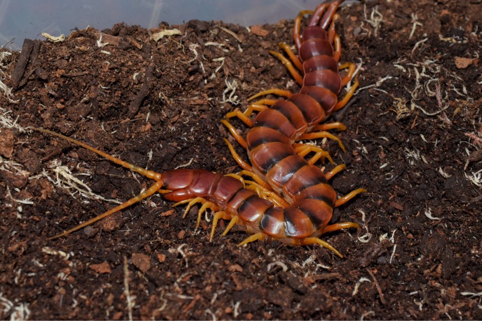 Гигантская Калифорнийская сколопендра