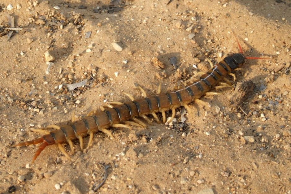 Сколопендра пустынная