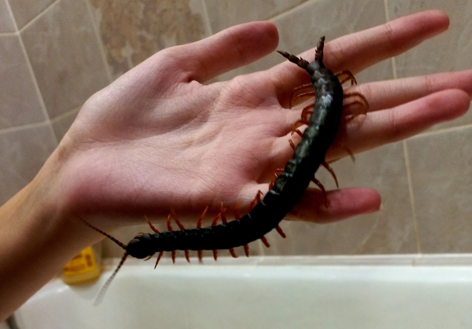 Сколопендра Крымская