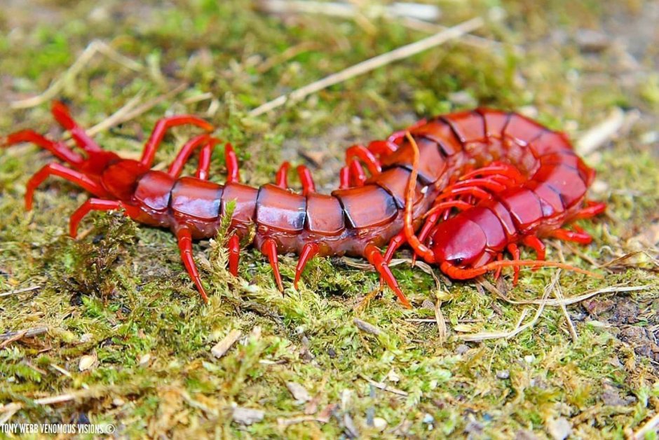 Red Centipedes