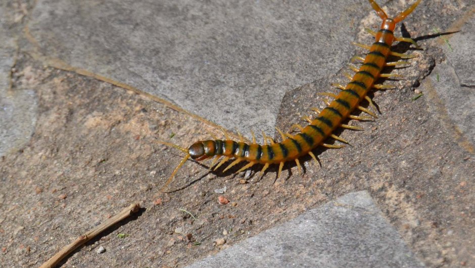 Гигантская сколопендра тигровая