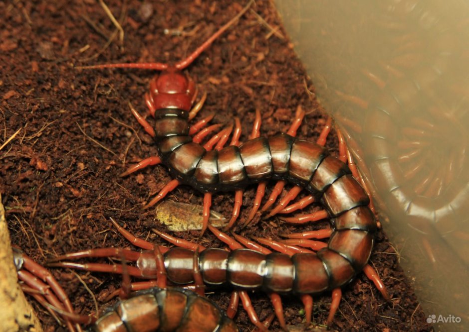Сколопендра subspinipes