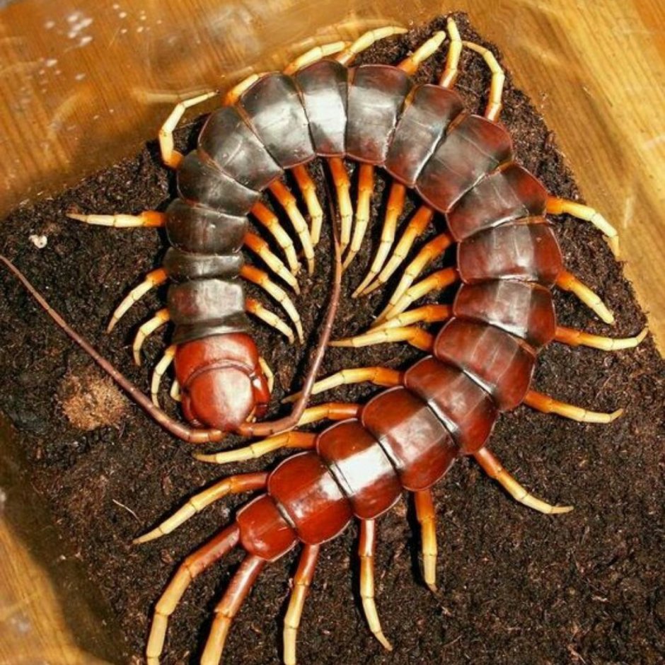 Сколопендра Геленджик