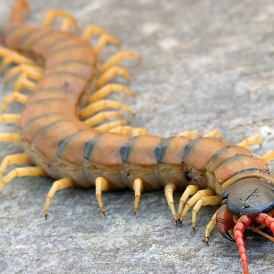 Самое противное насекомое из Аргентины