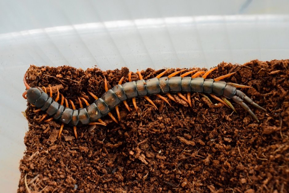 Ethmostigmus CF. Rubripes