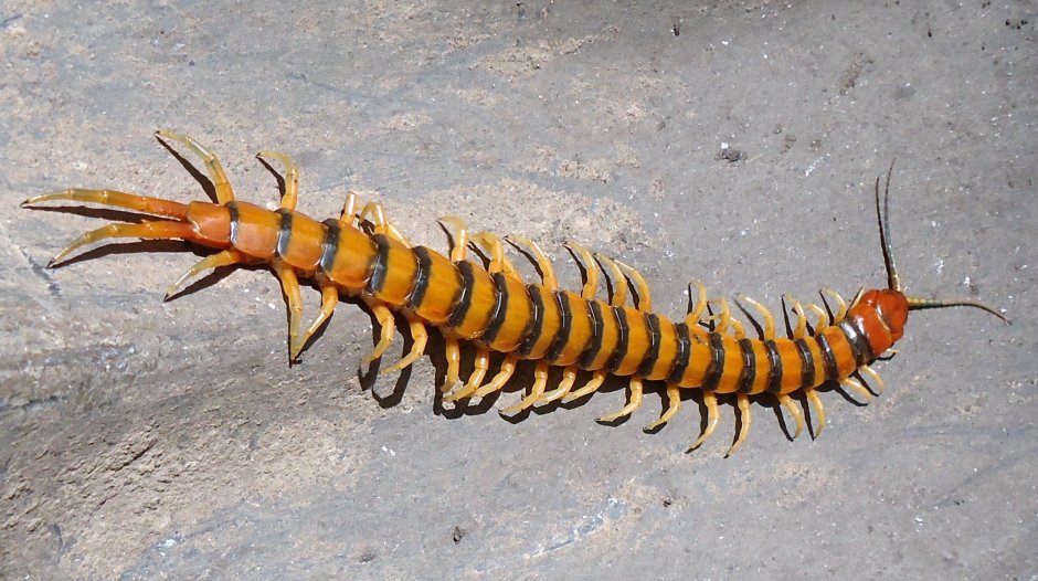 Большая сороконожка