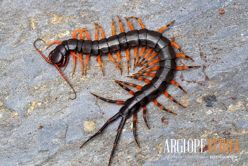 Сколопендра хайнанум