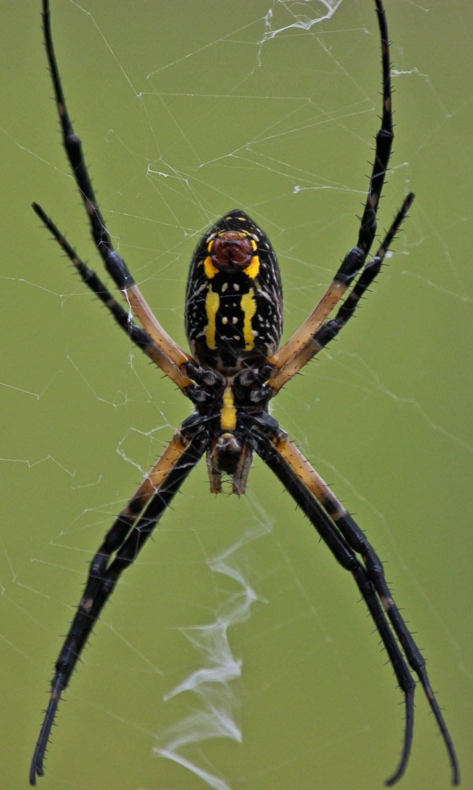 Argiope aurantia