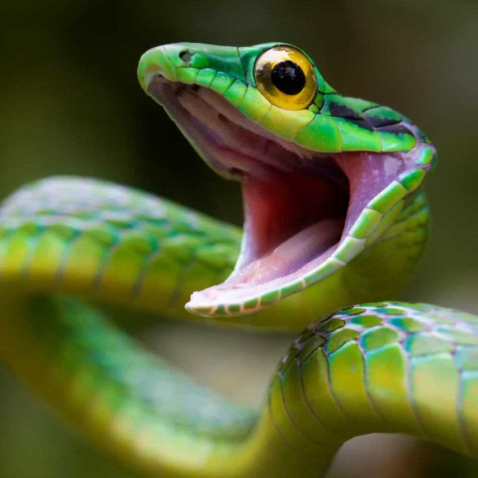 Morelia viridis Jayapura