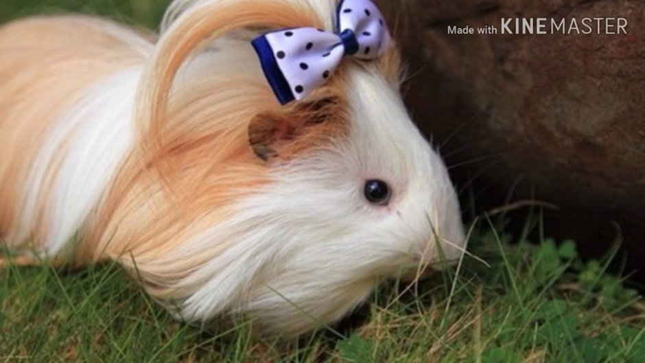 Silkie Guinea Pig