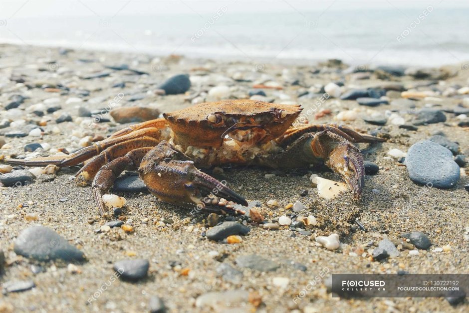 Краб на берегу моря