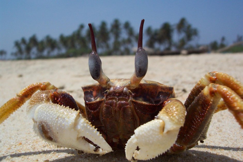 Крабик морской маленький