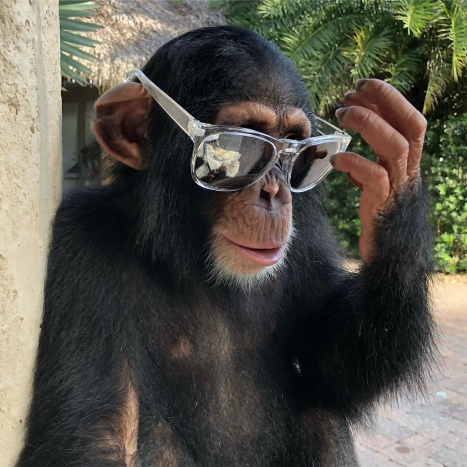 The most expensive Ape