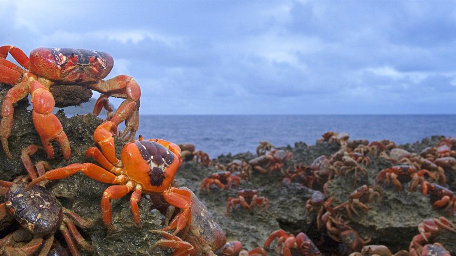 Крабы черного моря