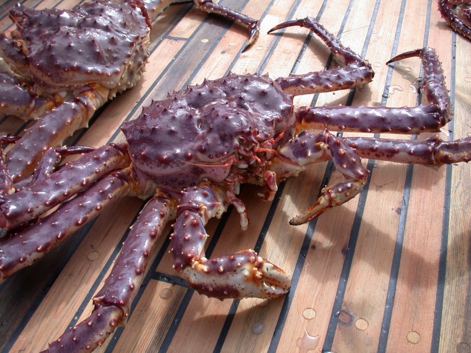 Камчатский краб большой