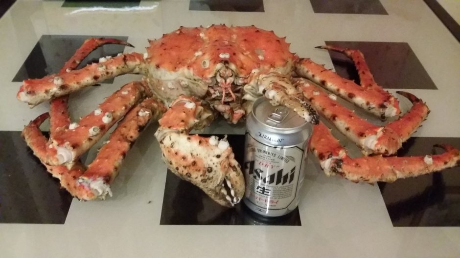 Смешной Камчатский краб