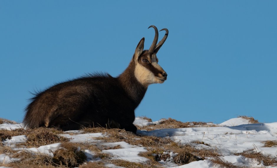 Europe animals
