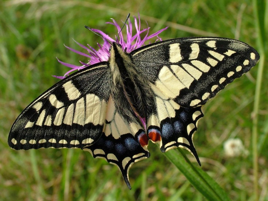 Бабочка Махаон (Papilio Machaon)