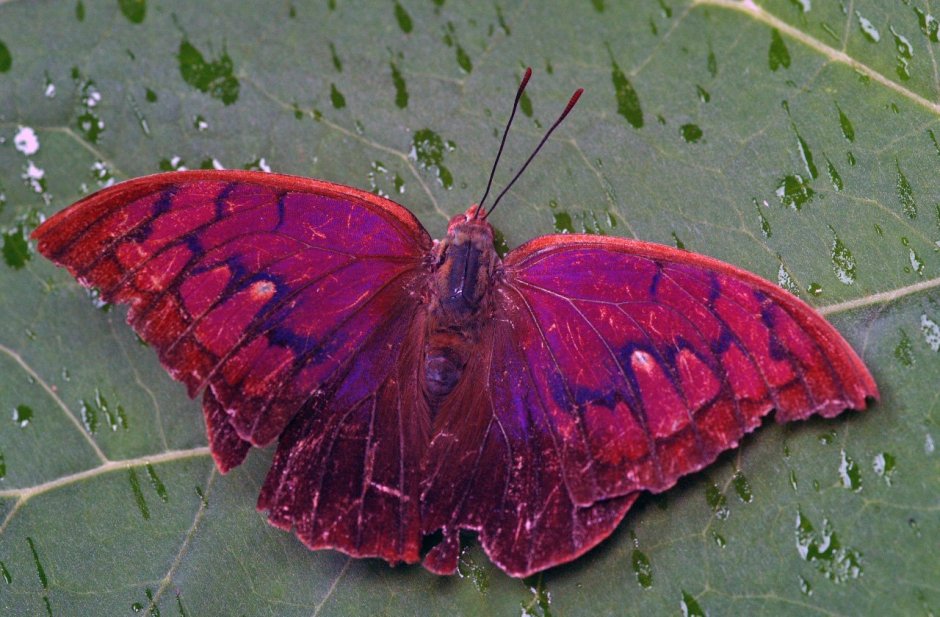 Polygrapha tyrianthina