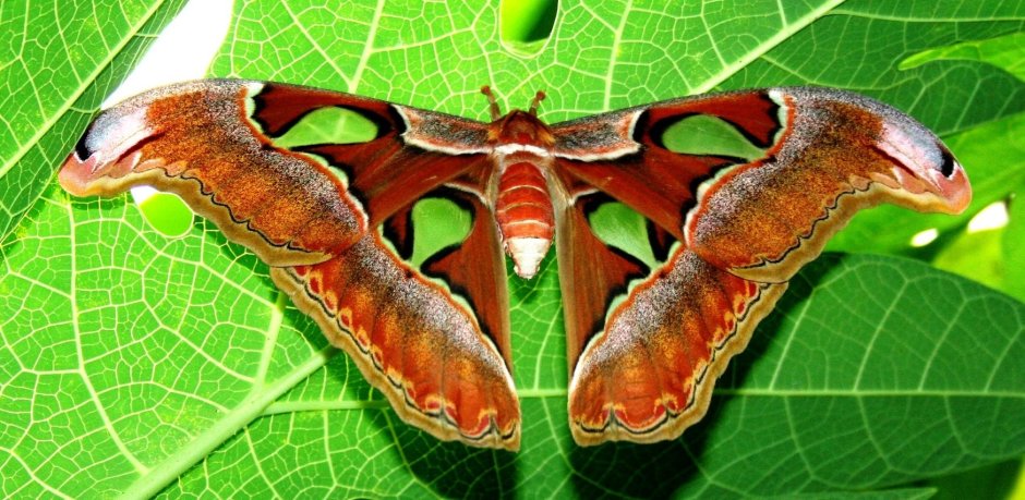 Павлиноглазка атлас Attacus Atlas