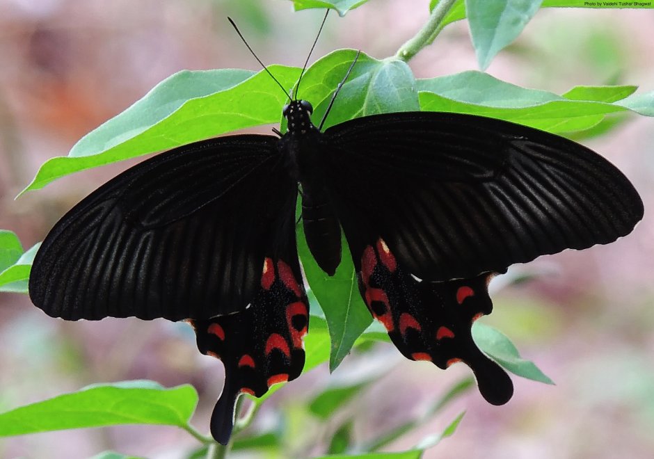 Papilio Polytes куколка