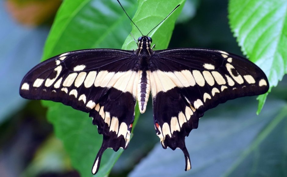 Бабочка Махаон (Papilio Machaon)