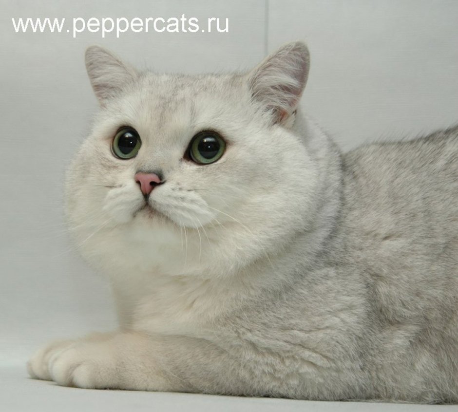 Сибирская шиншилла кошка