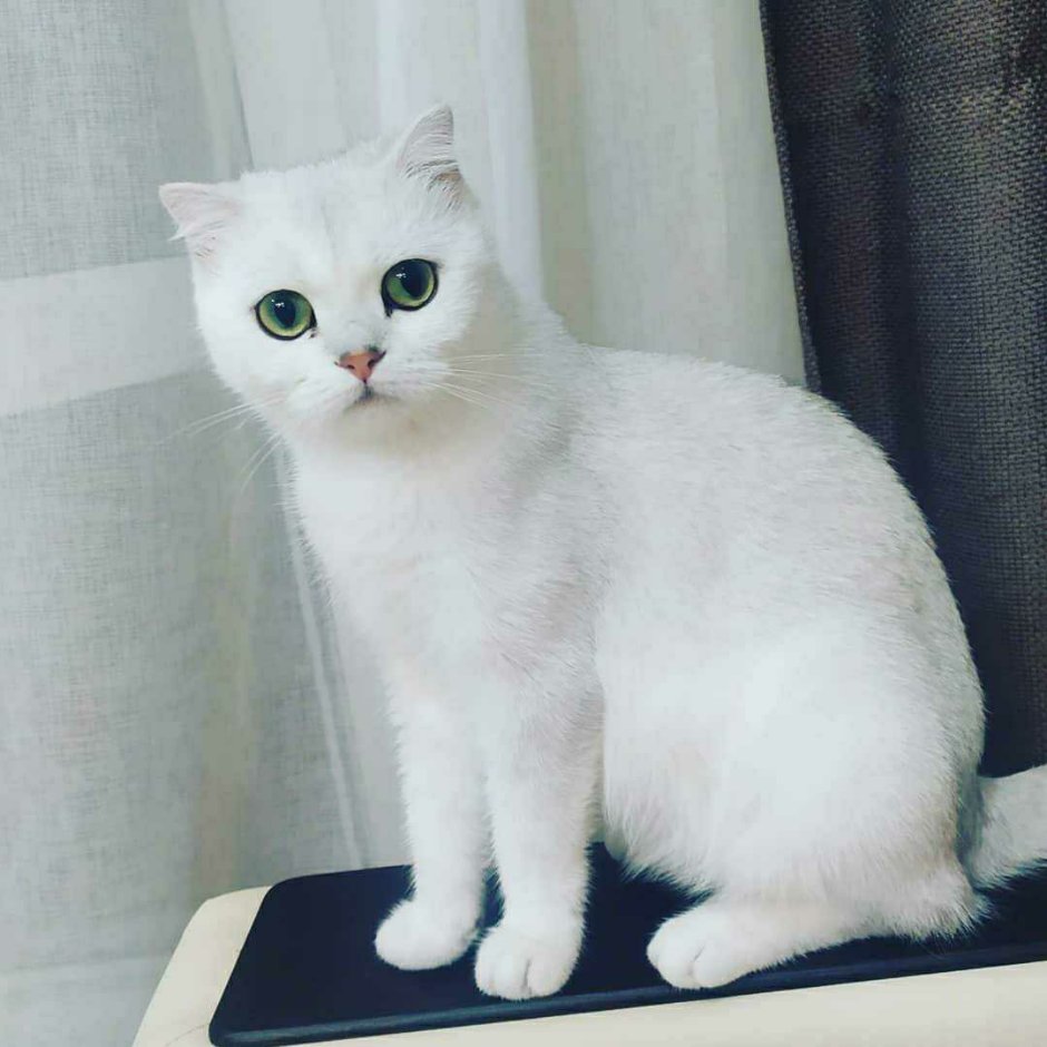 Авито серебристая шиншилла