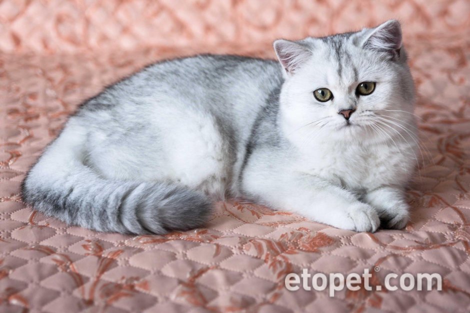Британская шиншилла затушеванная