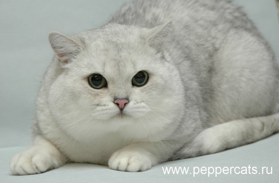 Британская серебристая шиншилла кошка