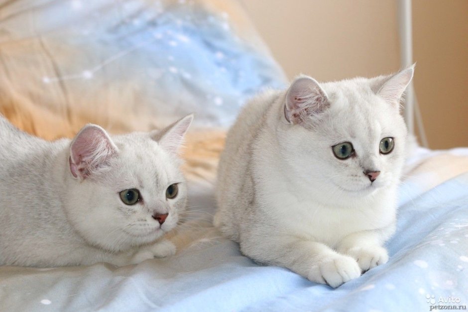 Серебристая шиншилла британец