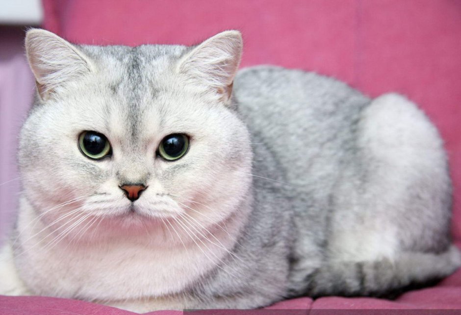Британская короткошёрстная шиншилла